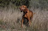 VIZSLA poil court 215